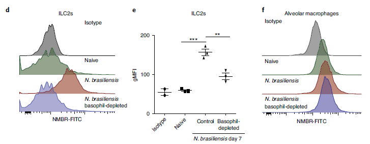 図2. ブラジル鉤虫感染7日後のILC2または肺胞マクロファージの表面でのNMBRの発現