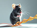 脂肪細胞特異的遺伝子操作に最適：Adipoq-iCreマウスで進化する脂肪研究