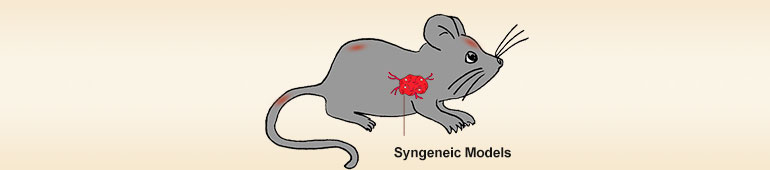 同種腫瘍移植モデル(Syngeneic)